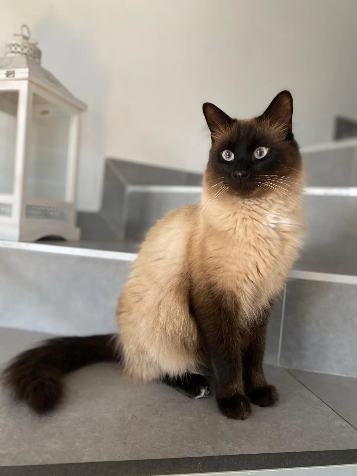Chat Perdu 68 Haut-Rhin - Filou Chat Perdu 68 Haut-Rhin - Filou