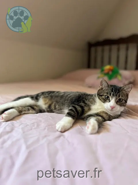 chat reunited   68130 Altkirch Fripouille