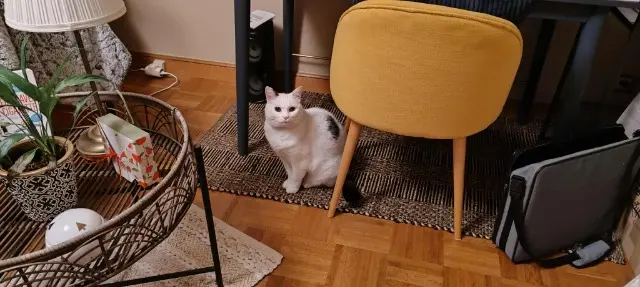 chat reunited   68320 Kunheim Futé