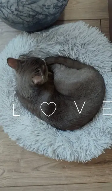 chat reunited   68480 Pfetterhouse Gnocchi