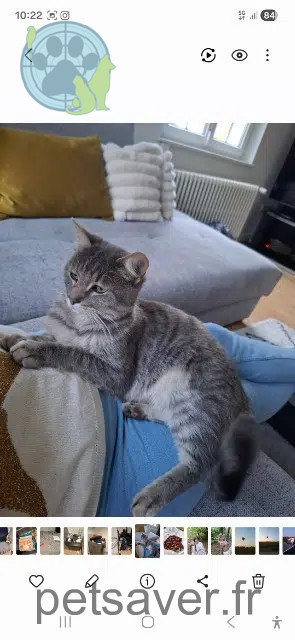cat reunited   68920 Wintzenheim Grisou