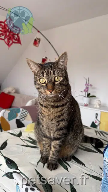 chat reunited   68500 Jungholtz Grisouille