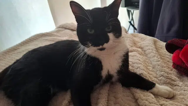 chat reunited   68600 Obersaasheim Guizmo