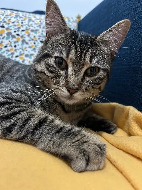 chat reunited   68000 Colmar Gustave
