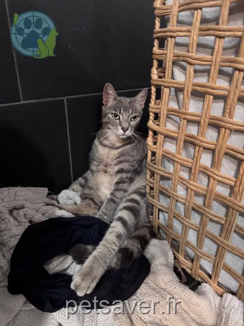 chat reunited   68118 Hirtzbach Henry