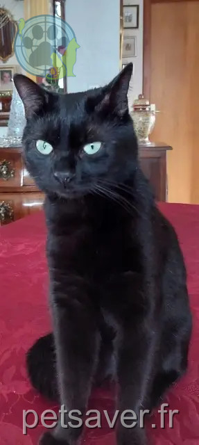 gatto reunited   68260 Kingersheim Iron
