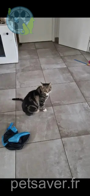chat reunited 68270 Wittenheim Isis