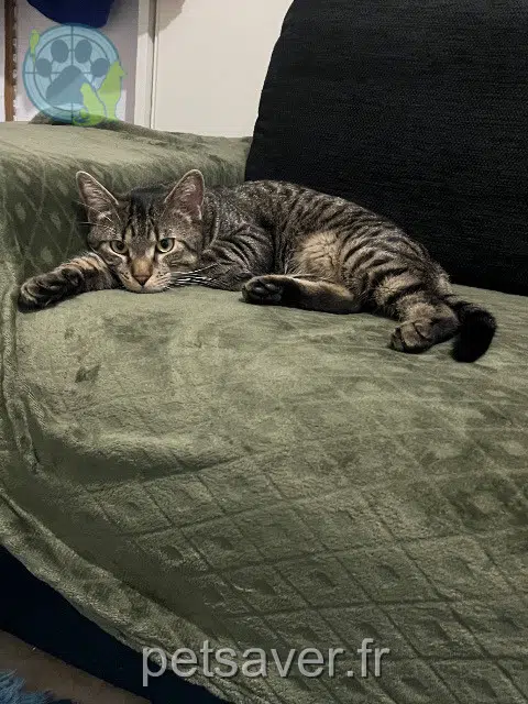 chat reunited 68360 Soultz-Haut-Rhin Jetta