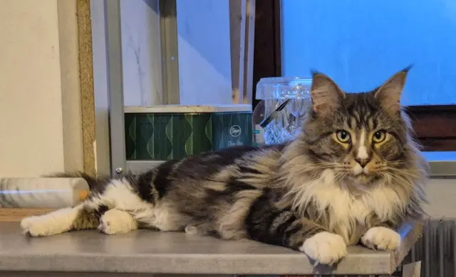 chat reunited   68240 Kaysersberg-Vignoble Ulysse