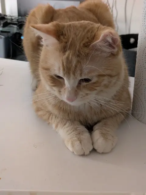chat reunited   68000 Colmar Ketchup