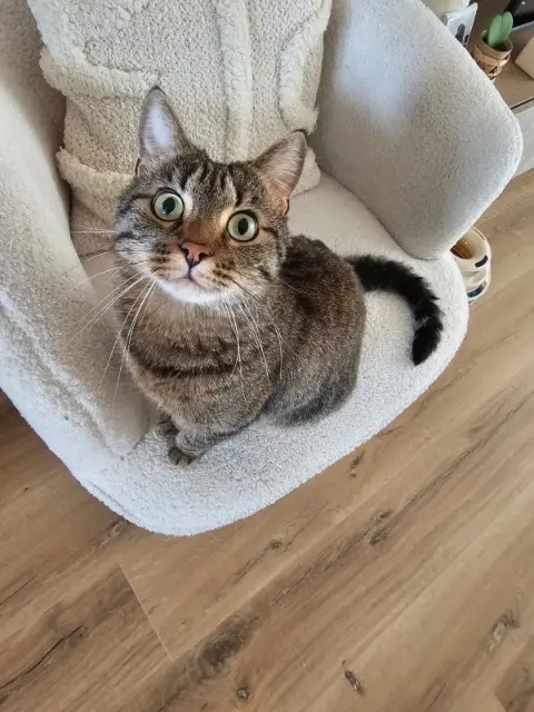 chat reunited   68000 Colmar Kiki