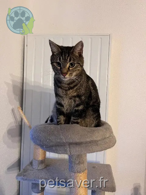 chat reunited   68125 Houssen Koopa