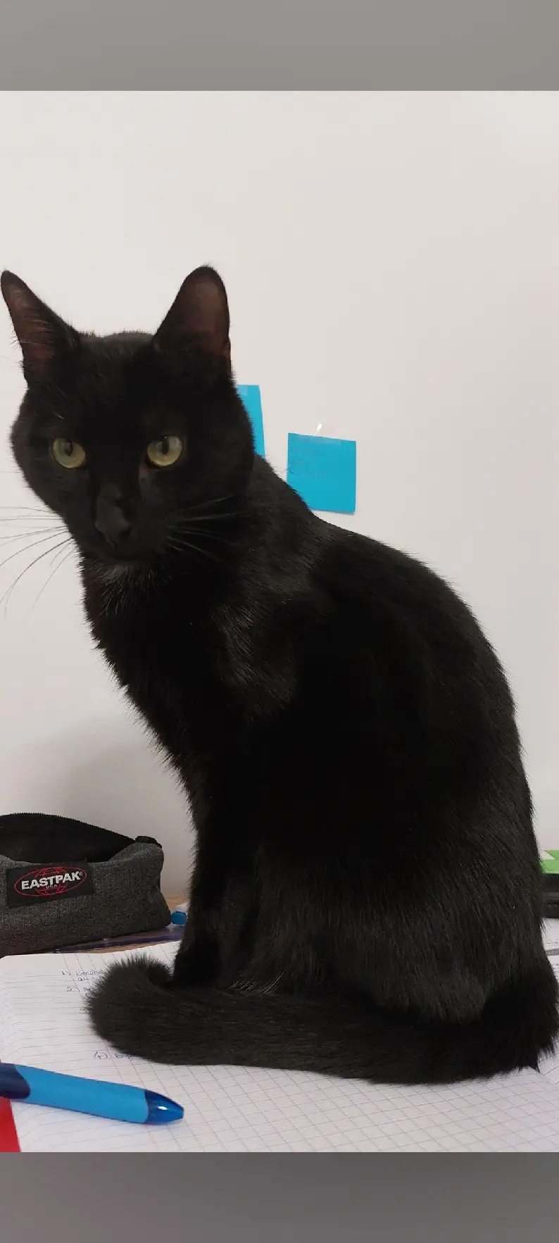 Chat Perdu 68 Haut-Rhin - Kuro Chat Perdu 68 Haut-Rhin - Kuro