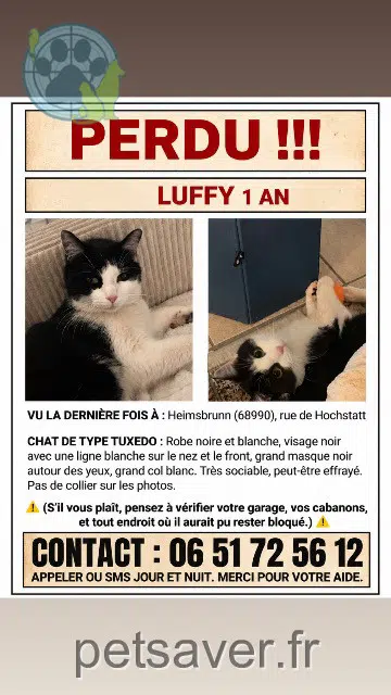 chat reunited 68990 Heimsbrunn Luffy