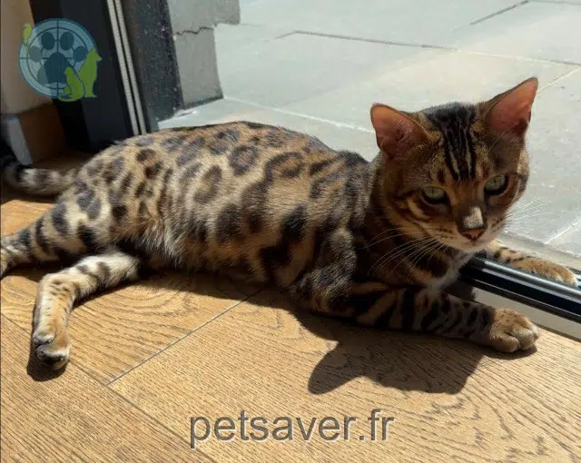kater reunited   68128 Village-Neuf Léo