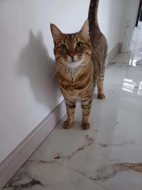 chat reunited   68000 Colmar Léon