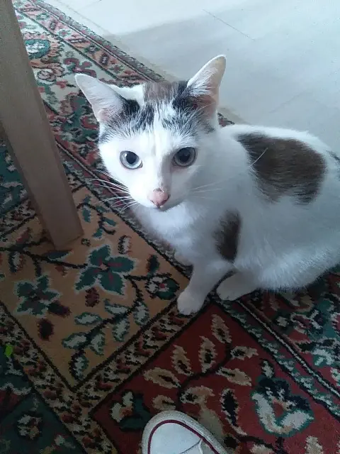 chat reunited   68150 Hunawihr Macka