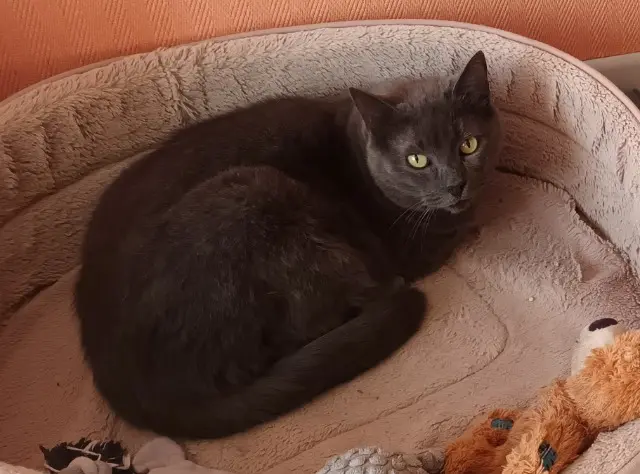 chat reunited   68720 Flaxlanden Malo