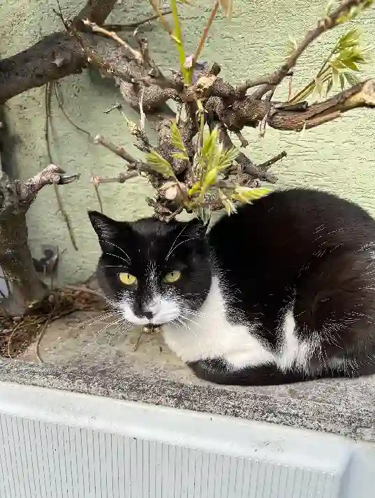 Chat Trouvé 68 Haut-Rhin - Marley Chat Trouvé 68 Haut-Rhin - Marley