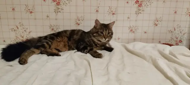 chat reunited   68140 Stosswihr Mili