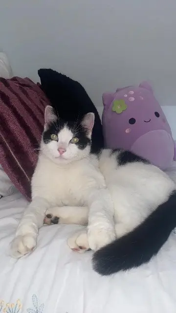 chat reunited   68170 Rixheim Milou