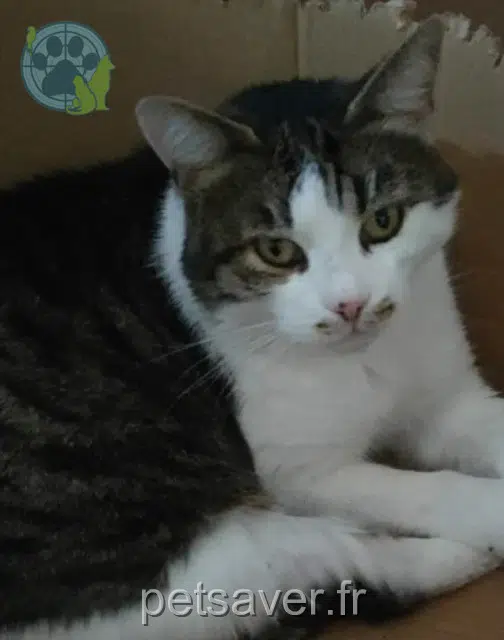 Kater reunited 68110 Illzach Mimi
