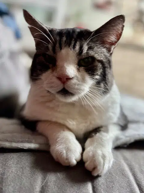 chat reunited   68320 Urschenheim Mougly