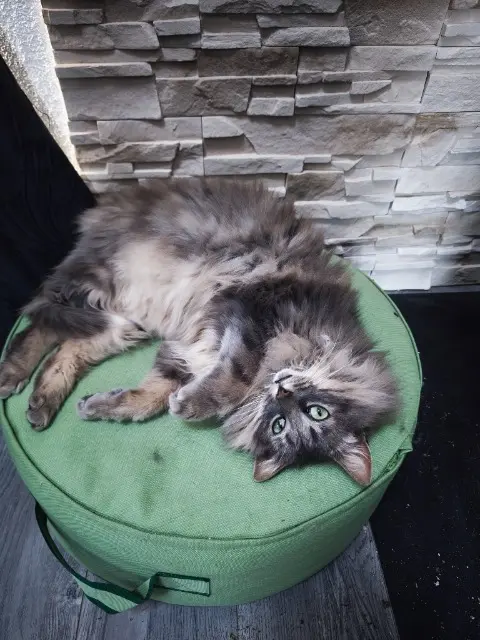 chat reunited   68790 Morschwiller-le-Bas Moustache