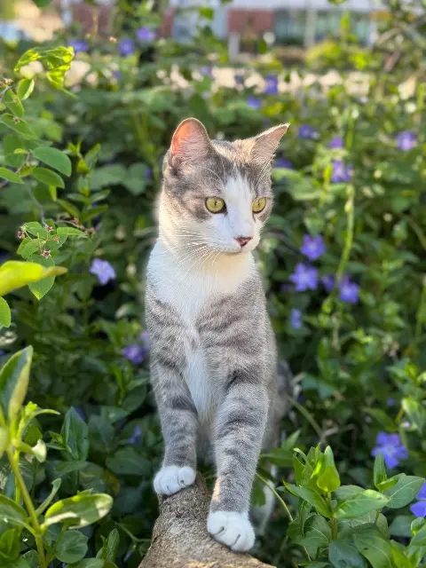 chat reunited    Mulhouse Baci