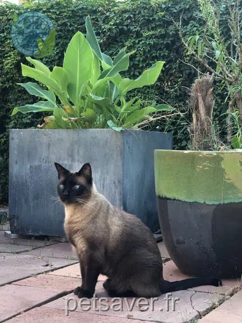 chat reunited    Mulhouse Bibou