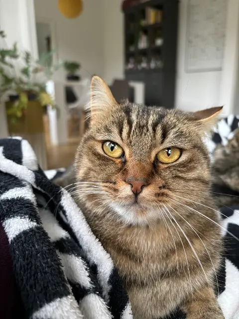chat reunited    Mulhouse Bolo