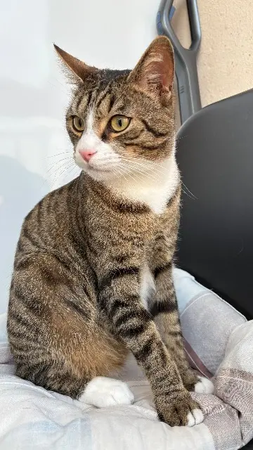chat reunited    Mulhouse Boncuk