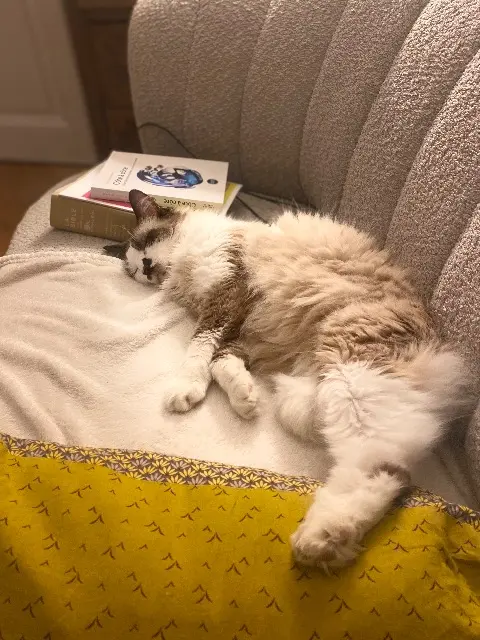 chat reunited    Mulhouse Dali