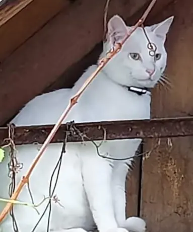 Chat Trouvé 68 Haut-Rhin Mulhouse Chat Trouvé 68 Haut-Rhin Mulhouse