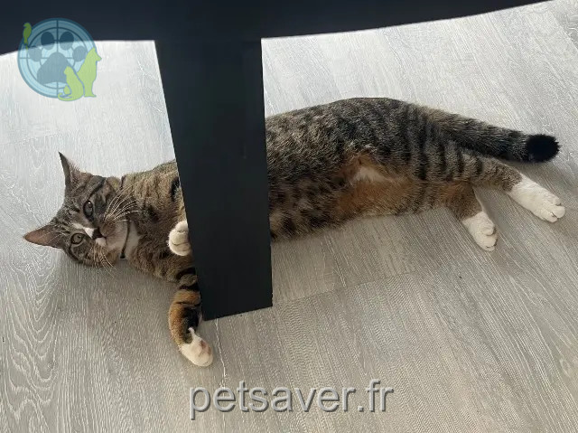 chat reunited    Mulhouse Figaro