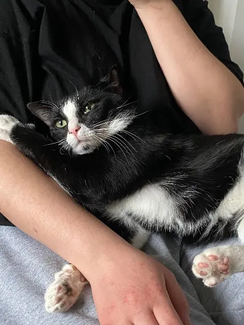 chat reunited    Mulhouse Jack