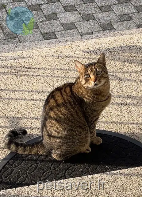 Kater reunited    Mulhouse Moumouss