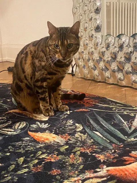 chat reunited    Mulhouse Muse