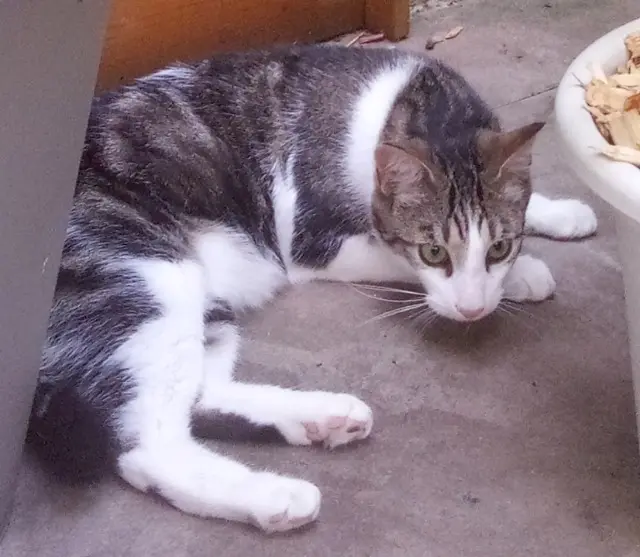 chat reunited    Mulhouse Ruinart mulhouse zurich