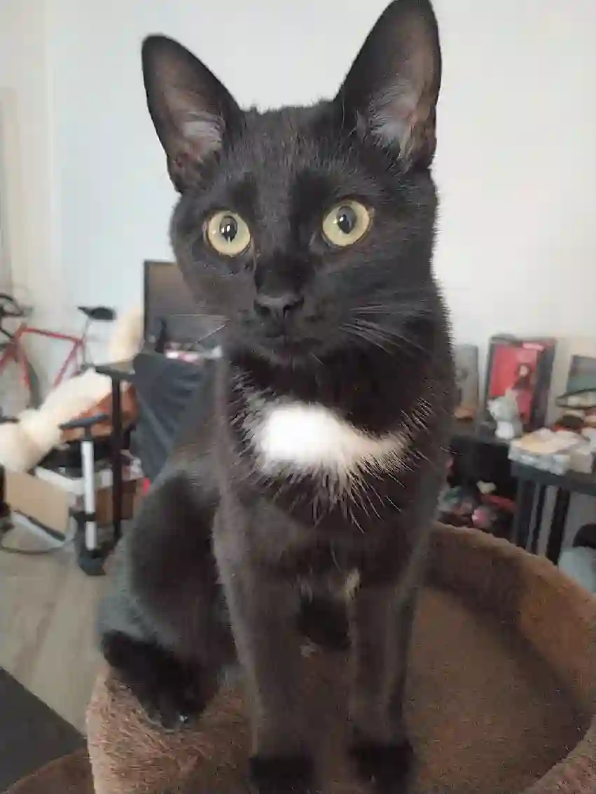 Chat Trouvé 68 Haut-Rhin Mulhouse - Siamés Chat Trouvé 68 Haut-Rhin Mulhouse - Siamés