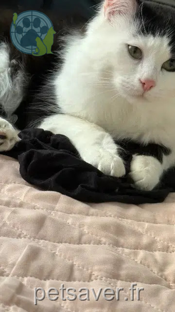 chat reunited Mulhouse Smooky
