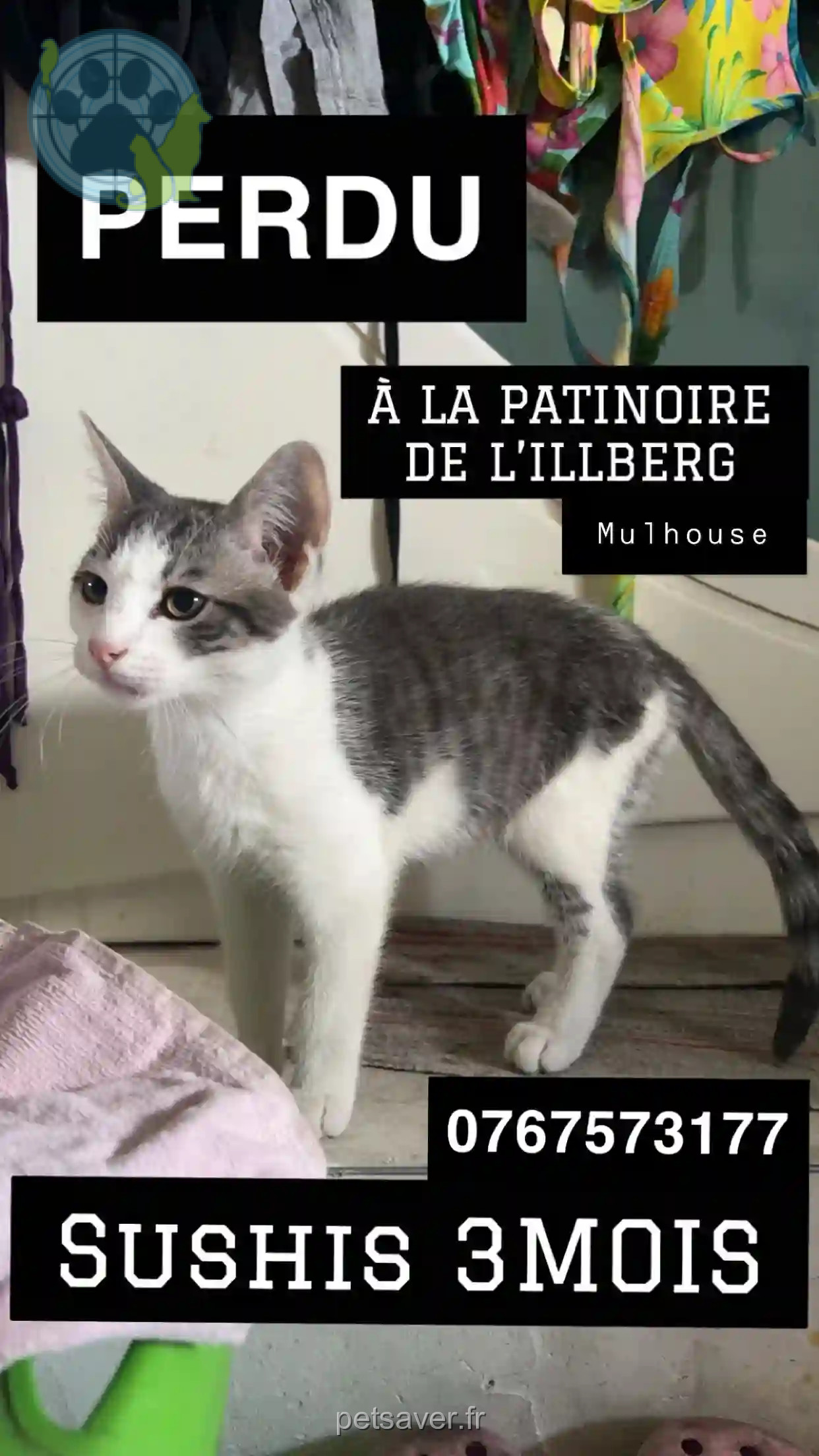 Chat Trouvé 68 Haut-Rhin Mulhouse - Sushis Chat Trouvé 68 Haut-Rhin Mulhouse - Sushis
