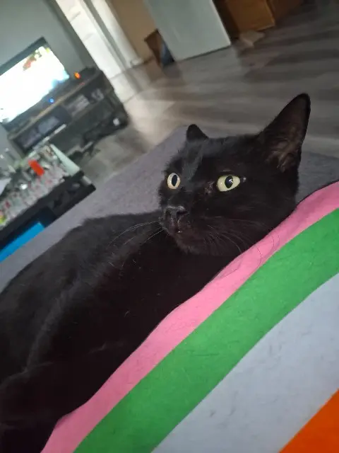 chat reunited   68280 Sundhoffen Mystic