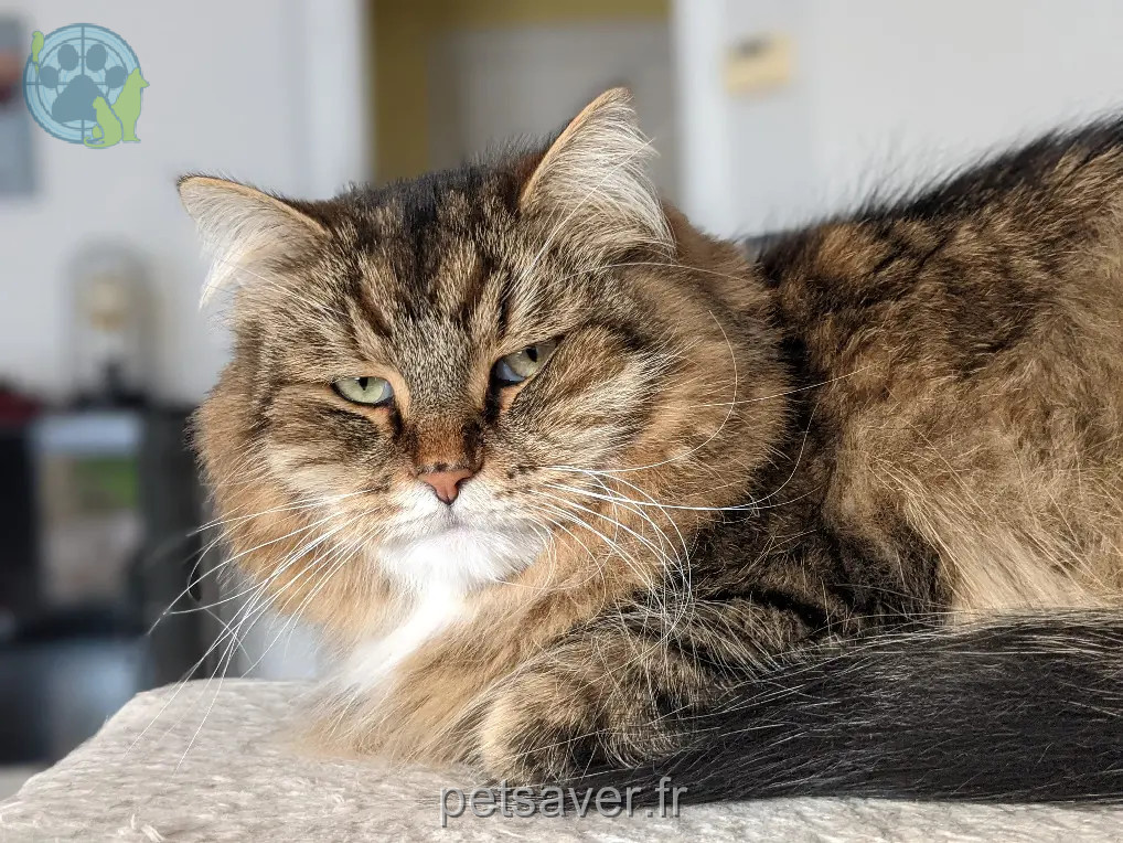 Chat Perdu 68 Haut-Rhin - Nanuq Chat Perdu 68 Haut-Rhin - Nanuq