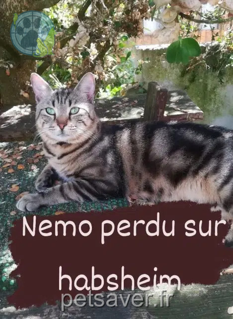 chat reunited   68440 Habsheim Nemo