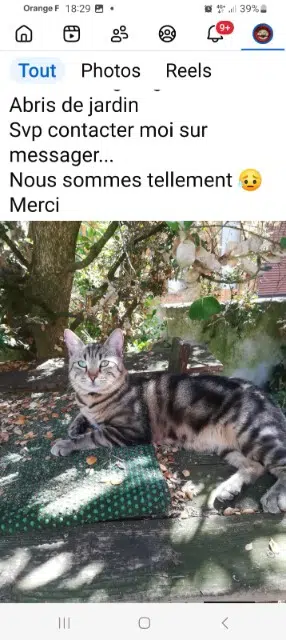 chat reunited   68440 Habsheim Nemo