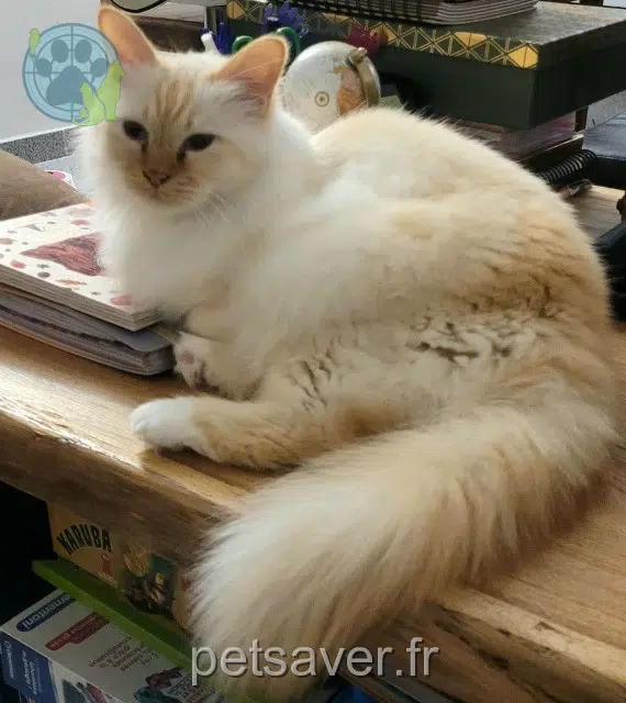 chat reunited   68740 Fessenheim Nouga