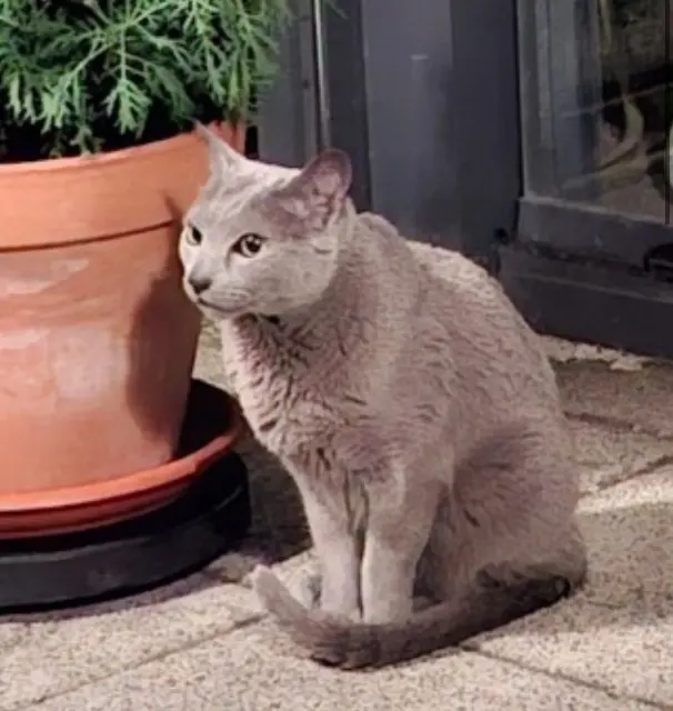 chat reunited   68180 Horbourg-Wihr Opium