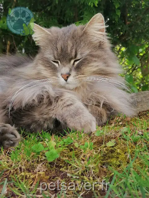 chat reunited   68700 Cernay Ozzy