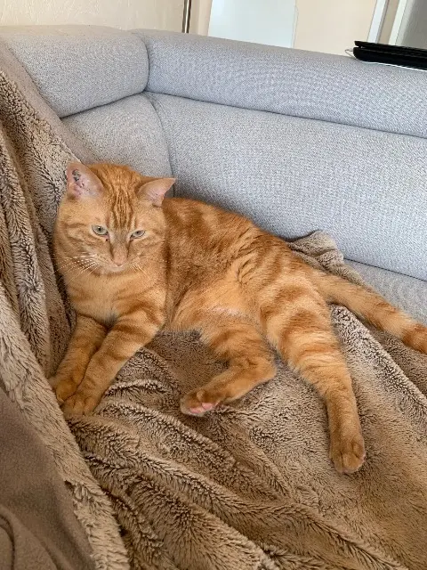 chat reunited   68640 Riespach O’Malley